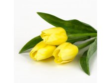 Tulipán žlutý umělý