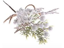 Větvička zimní 21cm bílá s hvězdičkou