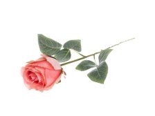 Růže 46cm růžová